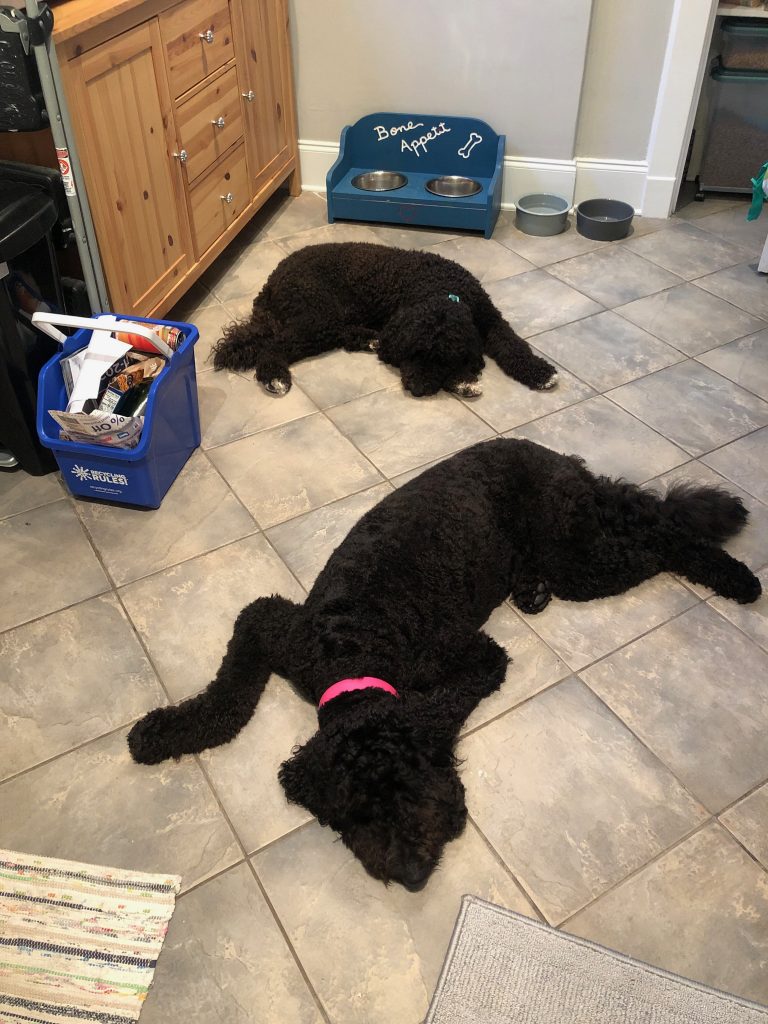 Tonks and her friend Mellie laying on the kitchen floor